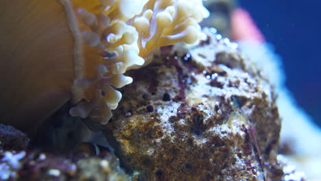 Kleiner-Clownfisch,-Der-Sich-Hinter-Einem-Felsen-Und-Einer-Anemone-In-Einem-Aquarium-Versteckt